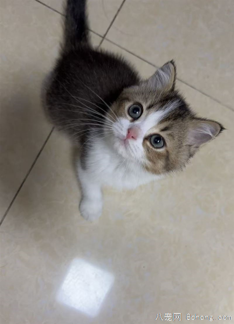 可爱金加白求收留